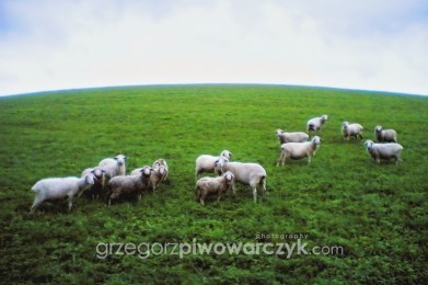 Owce na pastwisku.