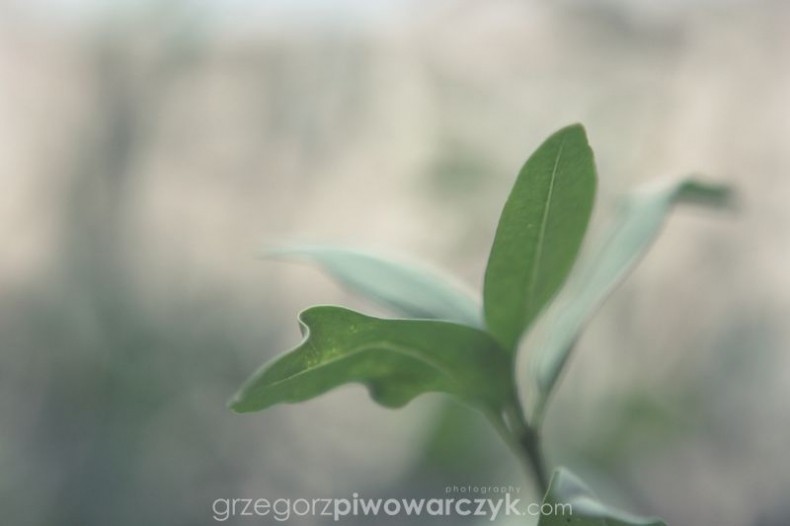 PA_02_reportaz_slubny_fotograf_wedding_documentary_photography_fotograf_wroclaw
